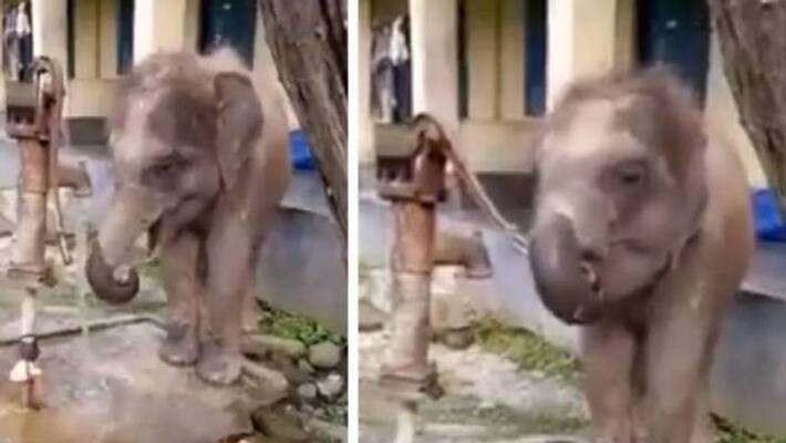 baby elephant drinking water from handpump video baby elephant drinking water from handpump video