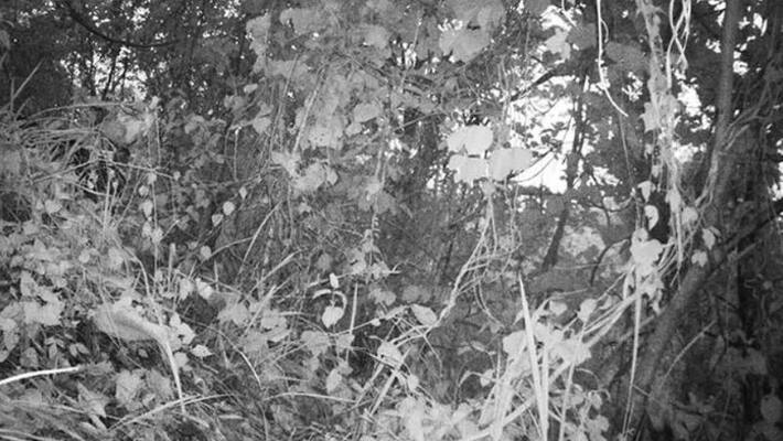 can you spot a tiger in this image can you spot a tiger in this image