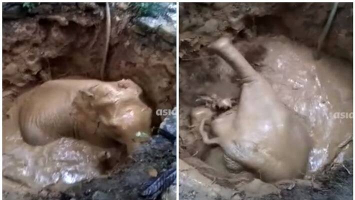 Elephant falls into well at Kothamangalam Elephant falls into well at Kothamangalam