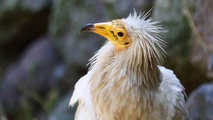 after 153 years Egyptian vulture found in uk after 153 years Egyptian vulture found in uk