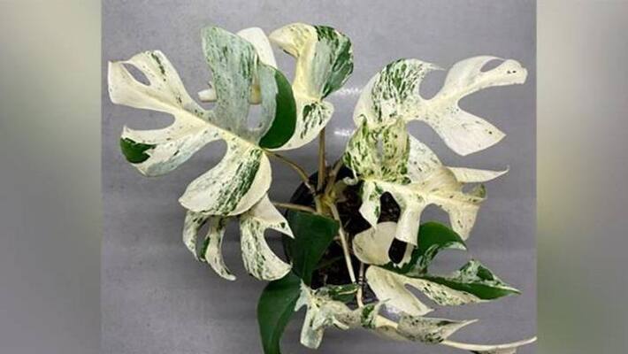 this plant sold for 14 lakh this plant sold for 14 lakh