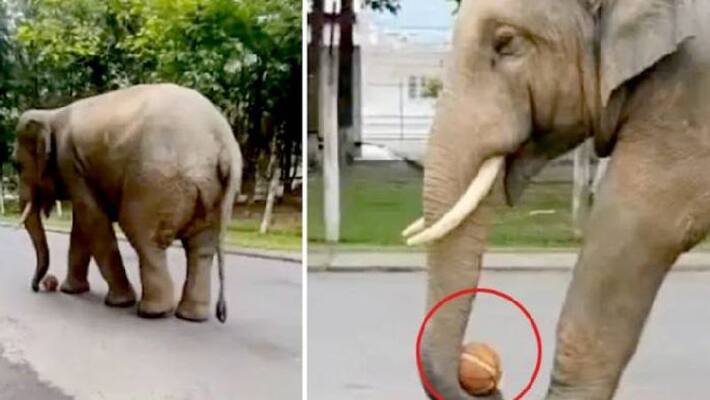 elephant plays with basketball in viral video elephant plays with basketball in viral video