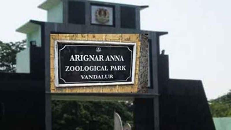 corona affect... Vandalur zoo male lion dead