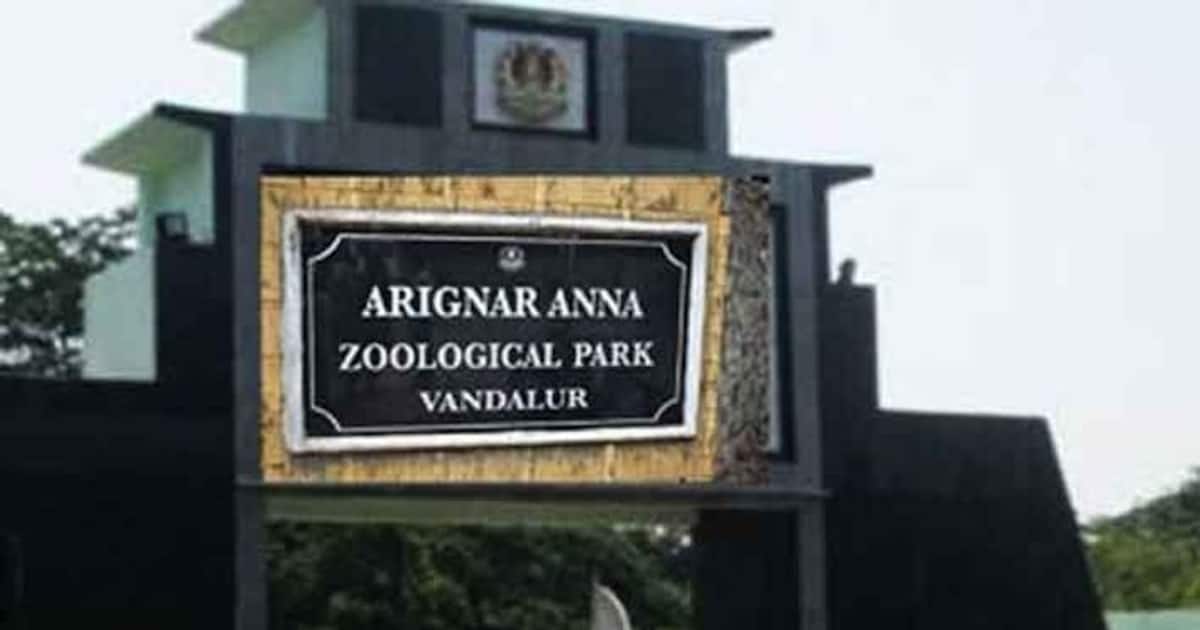 Vandalur Zoo: வண்டலூர் பூங்காவில் அதிர்ச்சி.. பெண் சிறுத்தை கொரோனாவால் உயிரிழப்பு?