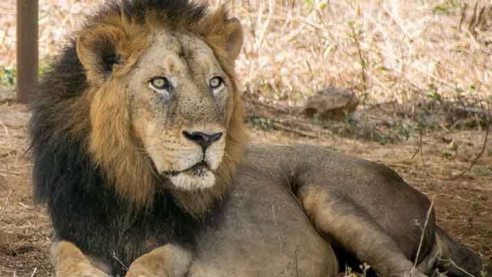 Another lion dies at Chennai zoo due to Covid-19 mah Another lion dies at Chennai zoo due to Covid-19 mah