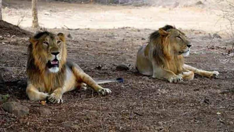 corona affect... Vandalur zoo male lion dead