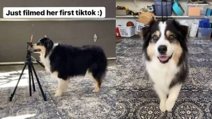 Dog Makes Her Own TikTok Video Dog Makes Her Own TikTok Video