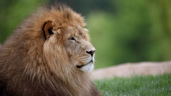 sri lanka seeks help from indian vets for treating covid affected lion sri lanka seeks help from indian vets for treating covid affected lion