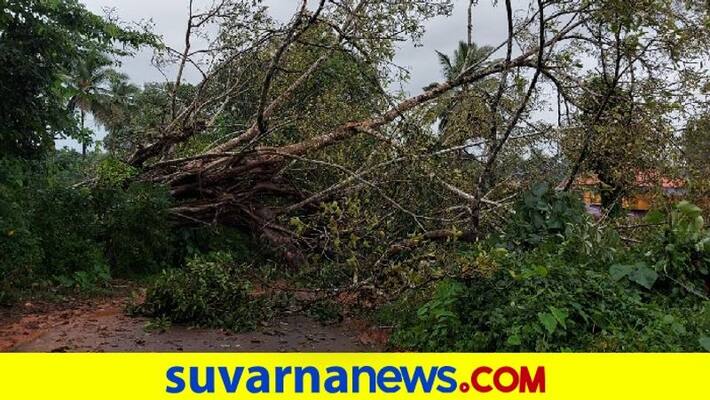 Trees fall electricity poles damaged in heavy rain in Dakshina Kannada kadeshivalaya pod Trees fall electricity poles damaged in heavy rain in Dakshina Kannada kadeshivalaya pod