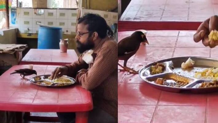man and a bird sharing food from same plate video viral man and a bird sharing food from same plate video viral