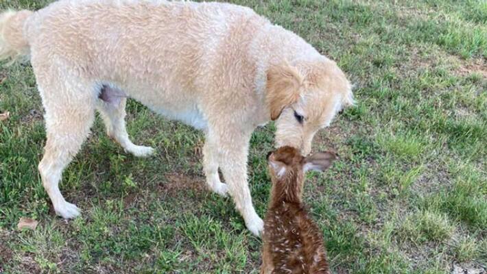 The deer came to see the dog rescued from the water The deer came to see the dog rescued from the water