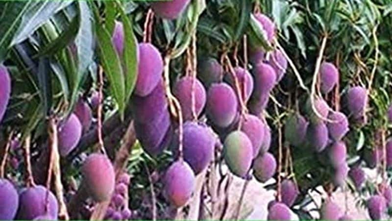 इसे सूर्य का अंडा भी कहते हैं - आम की सामान्य किस्मों की तुलना में अपने अलग रूप और रंग के लिए लोकप्रिय है। यह भारत और दक्षिण पूर्व एशिया में लोकप्रिय है। फल का रंग ruby-coloured का है। इन आमों को "सूर्य का अंडा" भी कहा जाता है। इसे जापानी में ताइयो-नो-तमागो भी कहा जाता है।
