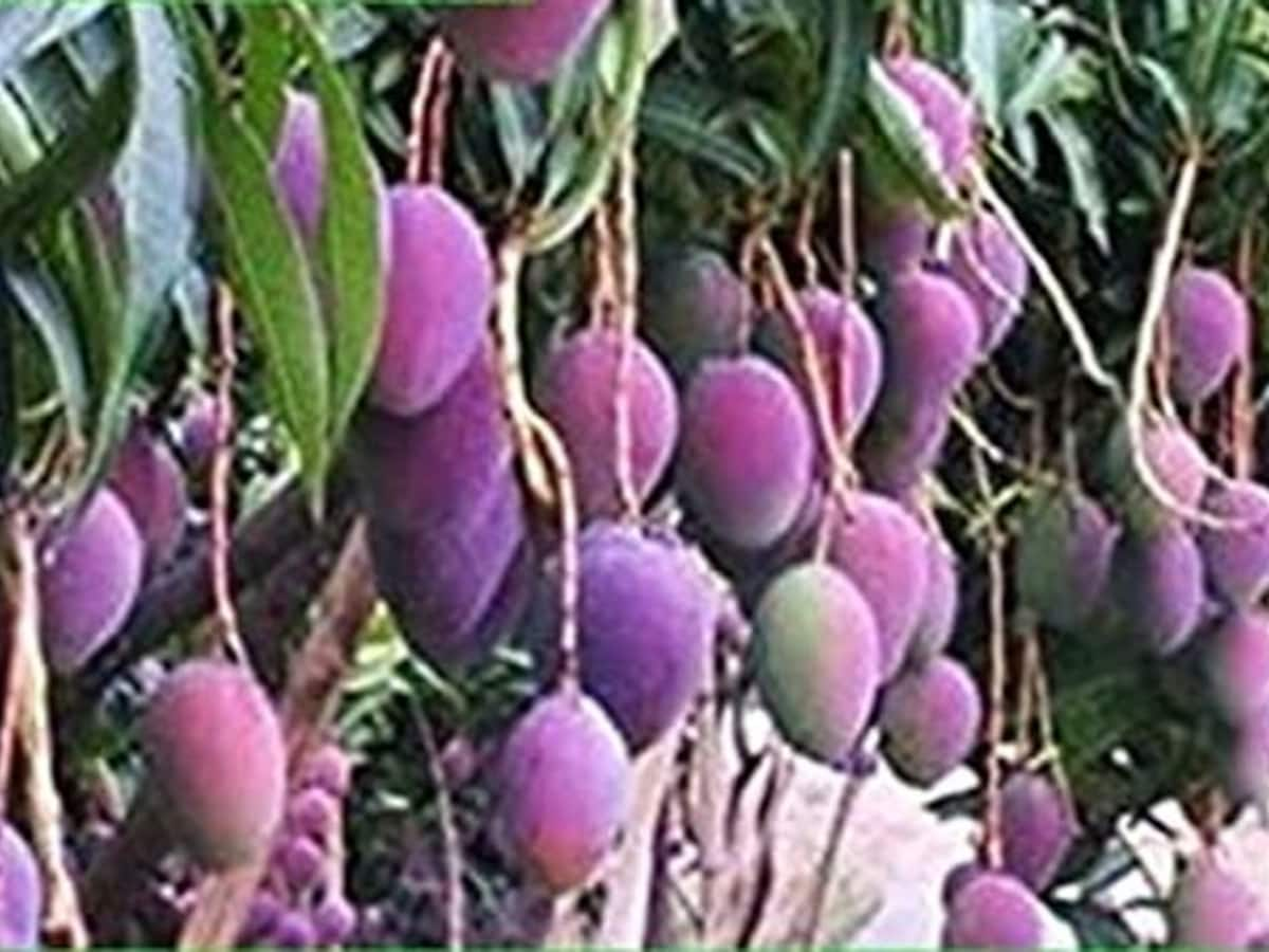 34-mango-tree-information-in-kannada-us