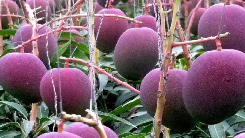 दुनिया का सबसे महंगा आम - जापान में मियाज़ाकी स्थानीय उत्पादों (local products) और व्यापार संवर्धन केंद्र के अनुसार, ये आम अप्रैल और अगस्त के दौरान उगाए जाते हैं। जापानी मीडिया रिपोर्ट्स के मुताबिक, मियाज़ाकी आम दुनिया में सबसे महंगे हैं और पिछले साल अंतरराष्ट्रीय बाजार में 2.70 लाख रुपये प्रति किलोग्राम के हिसाब से बिके थे।