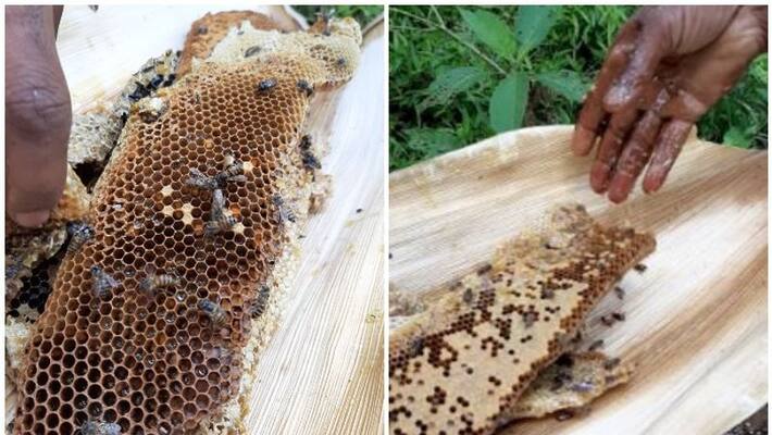 Honey collection season starts in Wayanad; Tribals say availability is low Honey collection season starts in Wayanad; Tribals say availability is low
