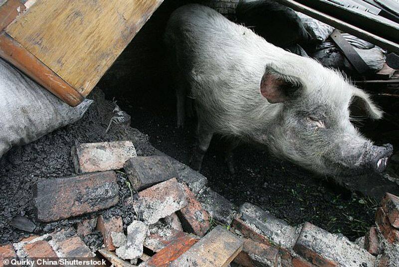 China mourns death of a pig who survives earthquake