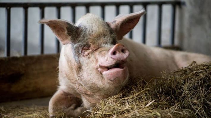 China mourns death of a pig who survives earthquake China mourns death of a pig who survives earthquake