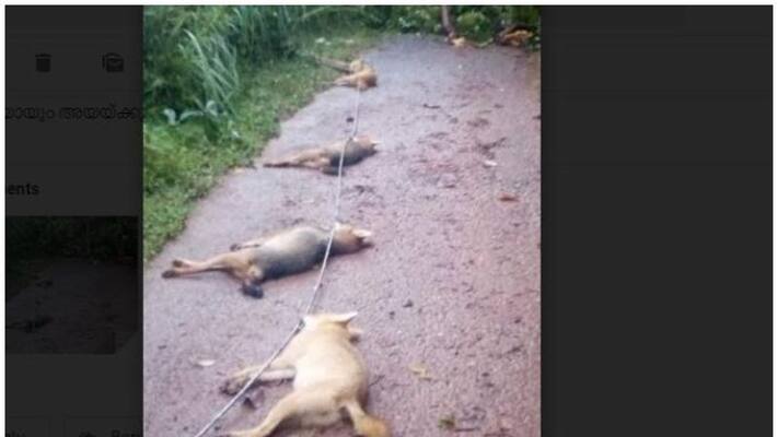 Six Foxes Dies due to electric Shock from fell down electric line Six Foxes Dies due to electric Shock from fell down electric line