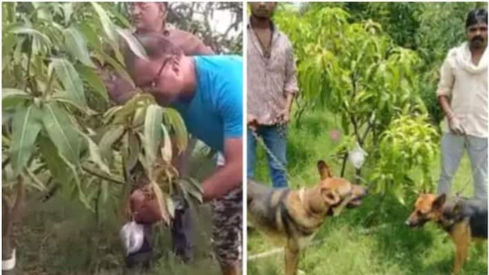 UP couple cultivates worlds most expensive mangoes hires guards and dogs to protect the trees UP couple cultivates worlds most expensive mangoes hires guards and dogs to protect the trees