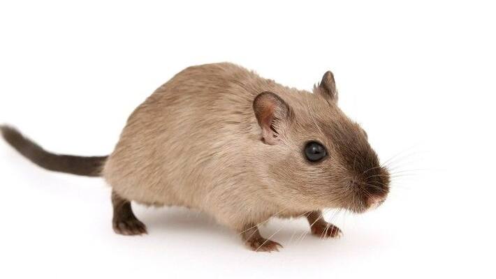 Atun rats who were put on trial Atun rats who were put on trial