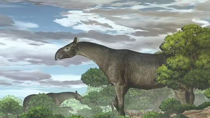 a giant early ancestor of the modern rhino a giant early ancestor of the modern rhino