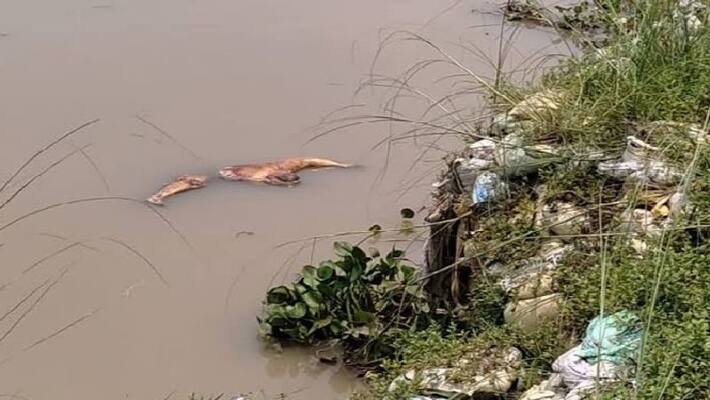 One dead body after another is floating in the river in Malda bpsb One dead body after another is floating in the river in Malda bpsb