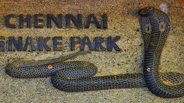 Chennais iconic snake park says running out of funds facing closure ksp Chennais iconic snake park says running out of funds facing closure ksp