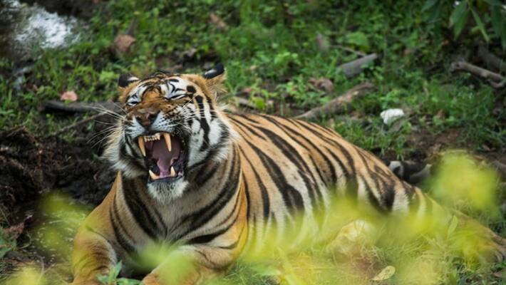 video rescued tiger releses back into the forest video rescued tiger releses back into the forest
