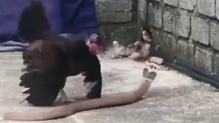 hen and snake in strong fight video goes viral hen and snake in strong fight video goes viral