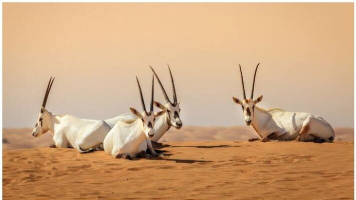 solutions for preventing Extinction of wild animals Facebook post solutions for preventing Extinction of wild animals Facebook post