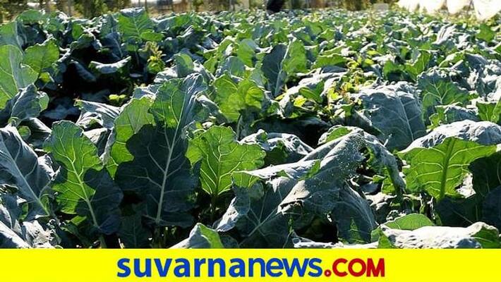 Grow Crops Following Israel Agriculture System in Dharwad District grg Grow Crops Following Israel Agriculture System in Dharwad District grg