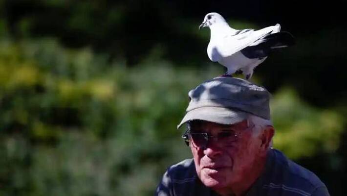friendship between an old man and a pigeon friendship between an old man and a pigeon