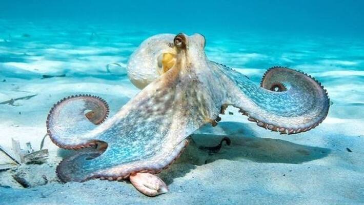 octopus need to be protected by law Conservative MP asks octopus need to be protected by law Conservative MP asks
