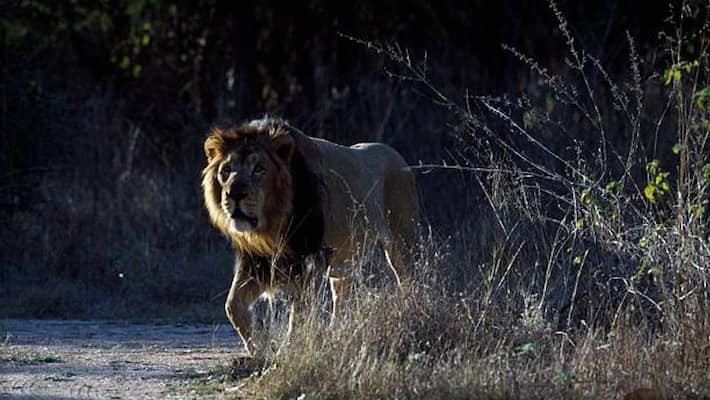 Lions at Arignar Anna Zoological Park infected with Delta variant of Covid-19 bmm Lions at Arignar Anna Zoological Park infected with Delta variant of Covid-19 bmm