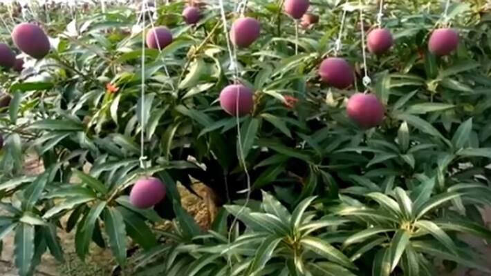 Madhya Pradesh Farmer 'Accidentally' Grew Rare Japanese Mangoes Which Sell For Rs 21,000 Per Piece Madhya Pradesh Farmer 'Accidentally' Grew Rare Japanese Mangoes Which Sell For Rs 21,000 Per Piece