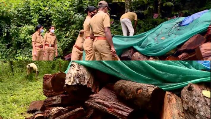 vellilamkandam tree cut vellilamkandam tree cut