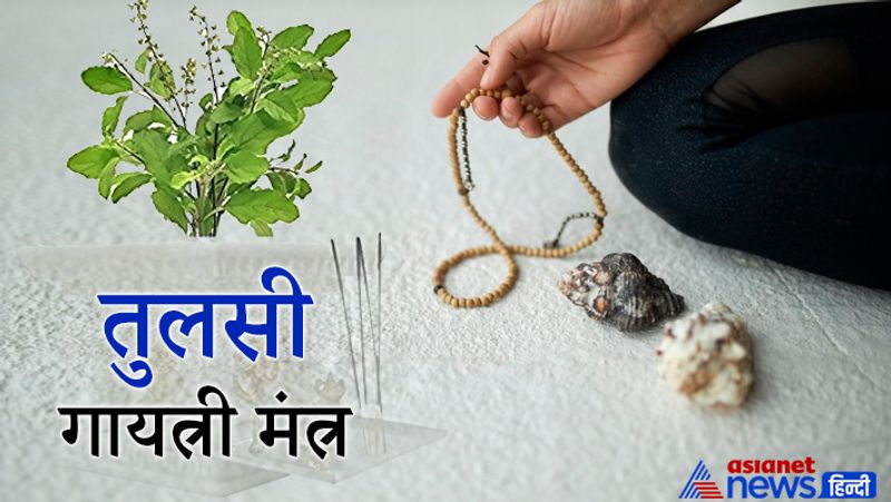 11. तुलसी-गायत्री मंत्र
ऊँ श्रीतुलस्यै विद्महे विष्णुप्रियायै धीमहि। तन्नो वृन्दा प्रचोदयात्।