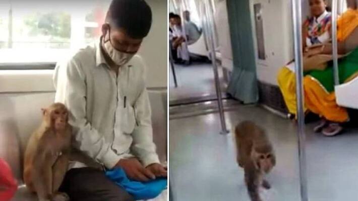 monkey in delhi metro viral video monkey in delhi metro viral video