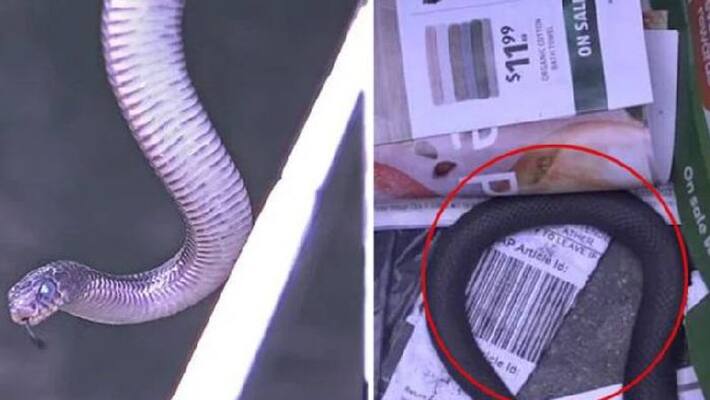 woman finds venomous reptile hiding in sunshine coast wheelie bin woman finds venomous reptile hiding in sunshine coast wheelie bin