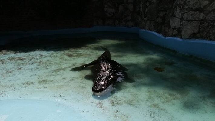 muja oldest alligator muja oldest alligator