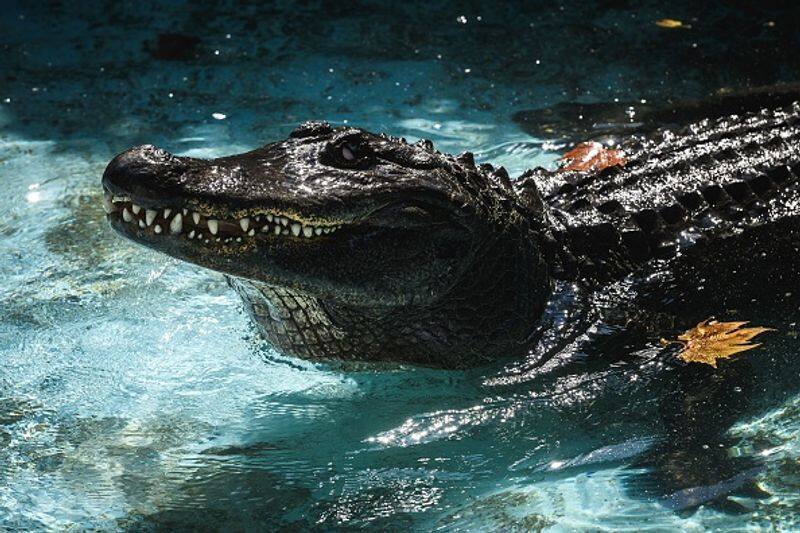 muja  oldest alligator