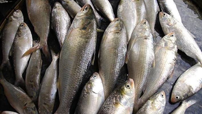 Hilsa loaded with trawlers reached Diamond Harbor bmm Hilsa loaded with trawlers reached Diamond Harbor bmm