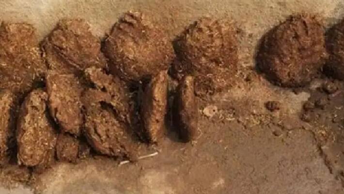 800 kilogram cow dung stolen from chhattisgarh village 800 kilogram cow dung stolen from chhattisgarh village