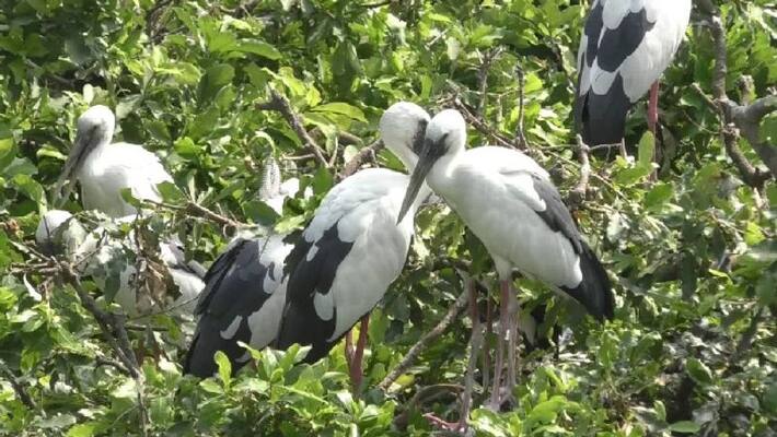 The number of migratory birds in the Kulik Bird Sanctuary will exceed one lakh bpsb The number of migratory birds in the Kulik Bird Sanctuary will exceed one lakh bpsb