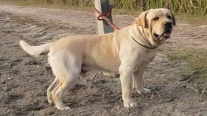 6 lakh rs dog kidnapped and killed in Haryana kpn 6 lakh rs dog kidnapped and killed in Haryana kpn