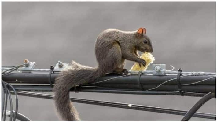 Squirrel is the reason for the power outage ... Minister Senthilbalaji explained Squirrel is the reason for the power outage ... Minister Senthilbalaji explained