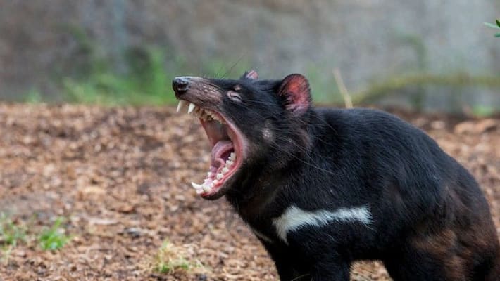 Strange tale of tasmanian devils conservation in Maria Island Strange tale of tasmanian devils conservation in Maria Island