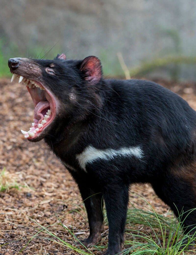 Strange tale of tasmanian devils conservation in Maria Island