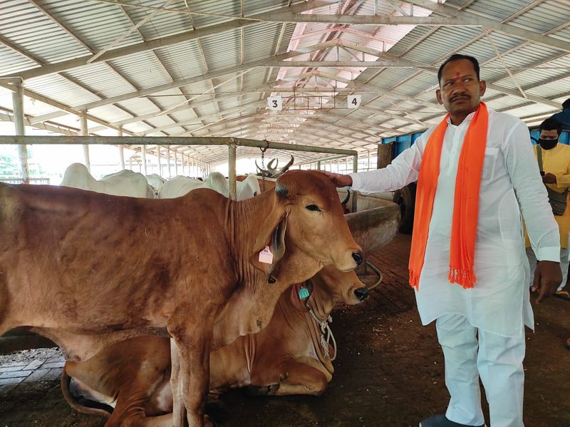 ರಾಜ್ಯಾದ್ಯಂತ ಗೋವುಗಳ ತುರ್ತು ರಕ್ಷಣೆಗಾಗಿ ಬಸವ ಸಂಜೀವಿನಿ ಆಂಬುಲೆನ್ಸ್ ಸೇವೆ ರಾಜ್ಯಾದ್ಯಂತ ವಿಸ್ತರಿಸುವುದಾಗಿ ಘೋಷಿಸಿದರು. 