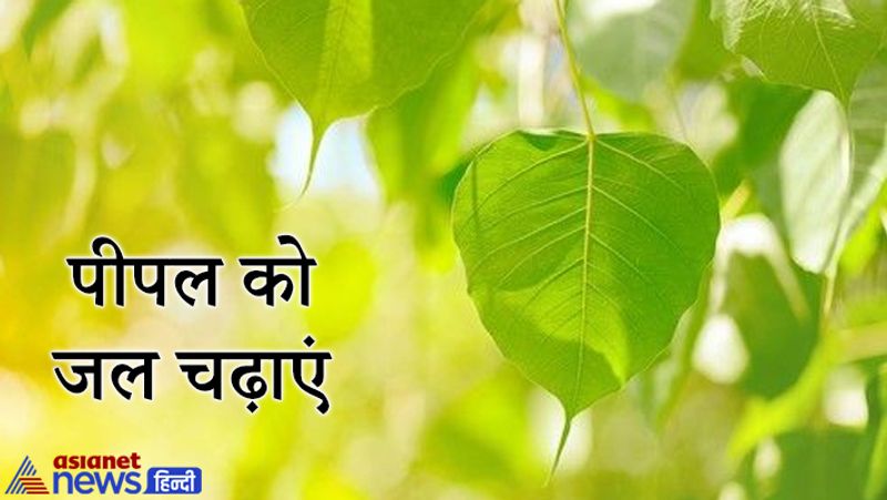 पीपल को जल चढ़ाएं
ज्येष्ठ पूर्णिमा की सुबह पीपल के वृक्ष पर कुछ मीठा अर्पित कर जल अर्पित करना चाहिए। इससे आपके जीवन की समस्याएं दूर होती हैं साथ ही मां लक्ष्मी की कृपा भी बनी रहती है। 